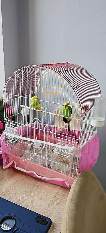 ev itderi: SATILIR!!! QƏFƏS+YUVASI+1 DİŞİ VƏ 1 ERKƏK 1 YAŞLARINDA. QƏFƏSLƏ+YUVASI — 1