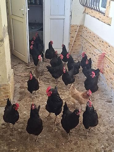 yumurtlayan toyuqlar satilir: Toyuq, Yumurtalıq — 4