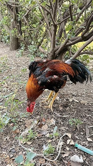 balaken heyvan satisi: Xoruz, Heyratı, il: 1, Ödənişli çatdırılma, Rayonlara çatdırılma — 1