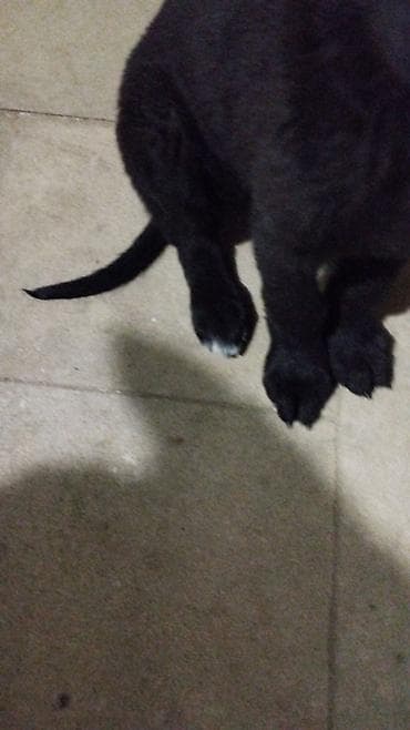 azerbaycanda it adlari: Восточные Авчарки три месяца отроду — 10