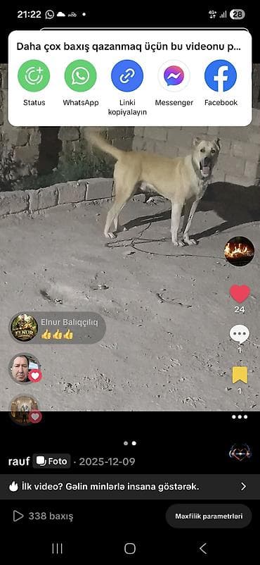 qafqaz itləri: İt – iri cüssəli, güclü quruluşlu, açıq qızılı rəngdə, sinəsi və — 2