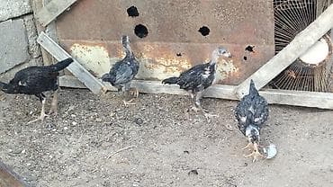 Toyuq cücələri, Damazlıq, Ünvandan götürmə