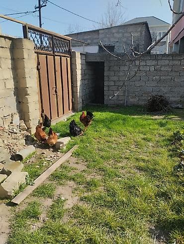 Atlar: Təsvir: - Qırmızı-qara rəngli, iri daraqlı və quyruğu parlaq tüklü — 7