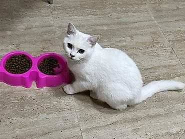 Şotland yastı qulaq, Dişi