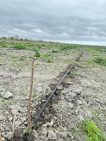 bilgeh ev: 3000 sot — 4