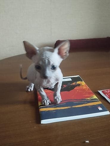 dişi labrador: Sfinks, Dişi — 1