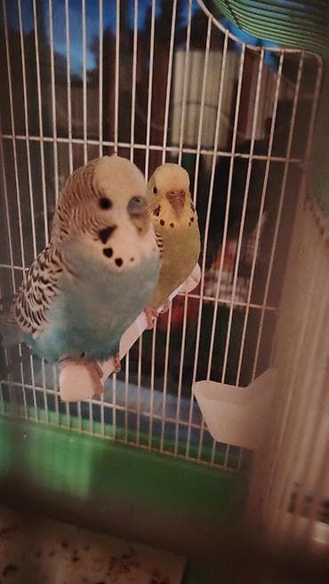 Dalmatin naxışlı iki dalğalı tutuquşu (budgerigar) cütü + qəfəs dəsti