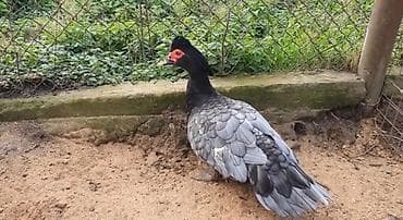 lal ördək: Erkək, | Lal ördək, Damazlıq, Ünvandan götürmə — 3