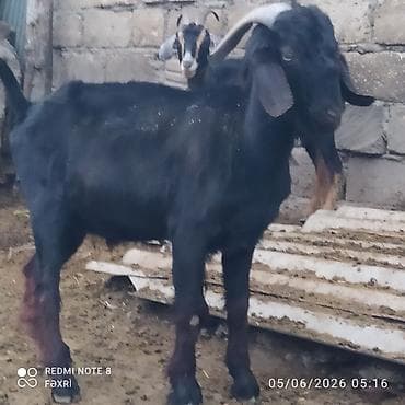 erkək keci: Erkək, Hələb, il: 1, Damazlıq, Ödənişli çatdırılma — 3