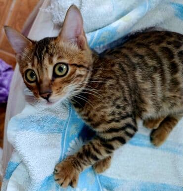 взять бесплатно котёнка: Бенгальская, Самка — 1