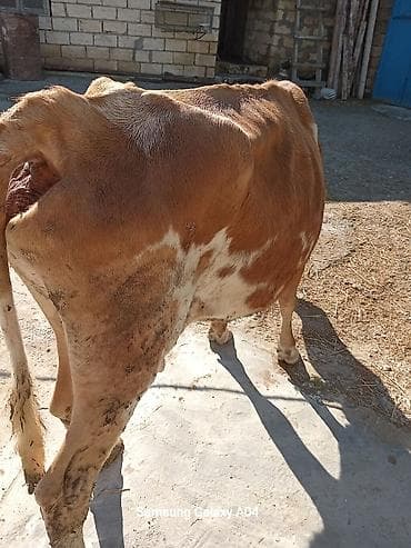 cins danalar satilir: Sarı-qonur rəngli inək satılır. Şəkillərdə görünən heyvan buynuzludur — 3