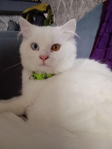 pişik cüt: Şinşilla, Erkək — 1