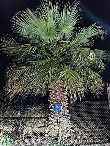 sufre dekoru: Məhsul: Dekorativ palma ağacları (Trachycarpus/Vindozaya bənzər yelpik — 8