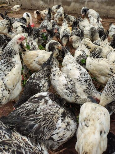 Inəklər, öküzlər: Toyuq, Adler, Ətlik — 2