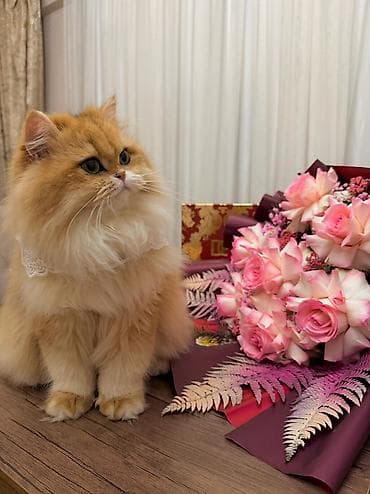 rus pisik adlari: Qızıl şinşilla, Dişi — 9