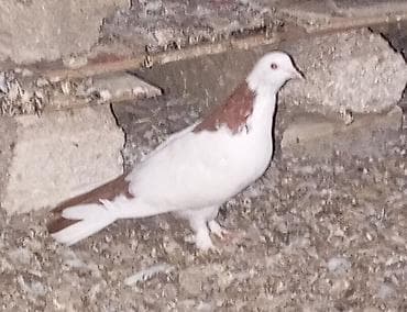 tap az quşlar: Cavan və sağlam uçan nəsil göyərçinlər.Erkəy və maya.Cüt deyillər.Maya — 3