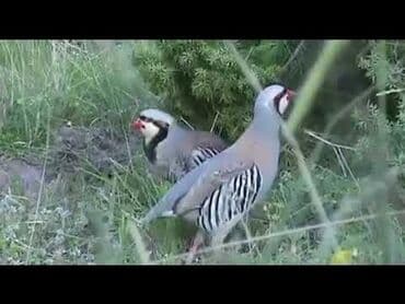 munchkin pişik qiymeti: Kəklik tam saglam təbbi şəraitdə boyuyub bitun vaksini vitamini — 2