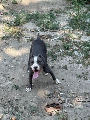 coban iti satiram: Pitbul, 6 ay, Erkek, Ünvandan götürmə — 3