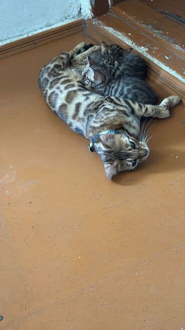 котята породистые купить: Бенгальская — 4