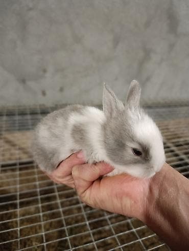 karlik dovşanı: Miniatür dovşan balaları • Cinslər: qulaqları sallanan (lop) və dik — 4