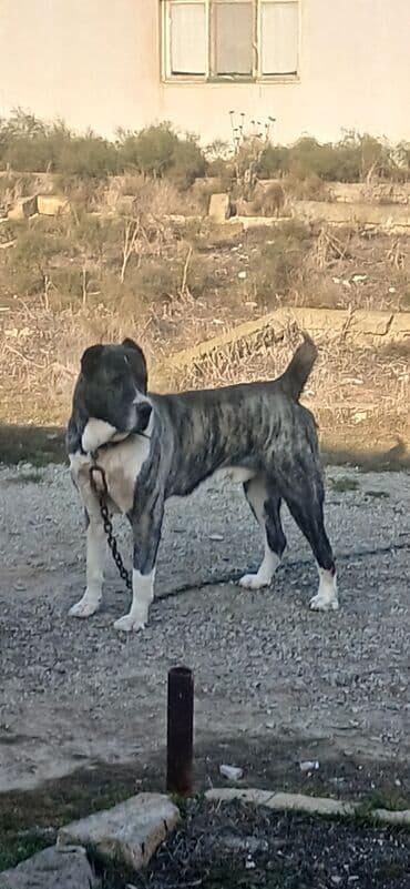 Qurdbasar, 2 il, Erkek, Peyvəndli, Ödənişli çatdırılma