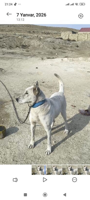 ev quşları haqqında melumat: Məhsul: Qoruyucu it (ağ rəng, qısa tüklü) Təsvir: - Orta-böyük — 2