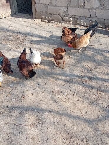 İtlər: Toyuq, Damazlıq — 5