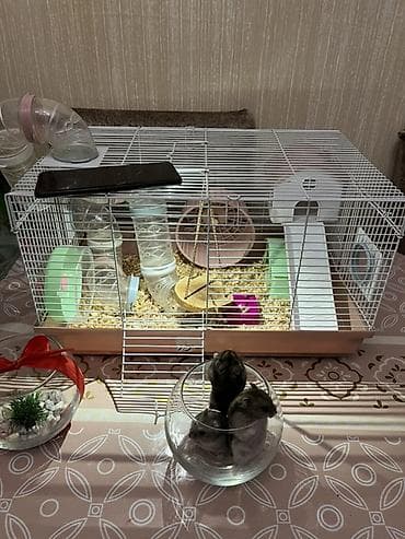 ordək bala: Xamyaq qəfəsin alana 4xamyaq+yumru akvaroum+daşı dekoru+3 danio balığl — 5