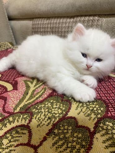 pers pişiyi: Cins Paroda pişikləri. Şotland, Britan, Pers. Rəngləri də cür bə cür — 2