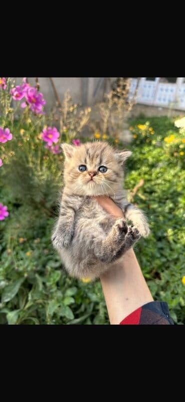 Gəmiricilər: Şotland — 2