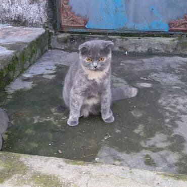 bengal pişiyi: Şotland yastı qulaq — 3