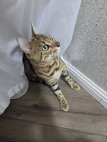 anqora pişik: Benqal — 8