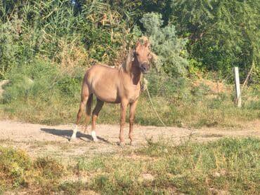 купить лошадь в баку: Cins at, 3 yaş, dişi — 2