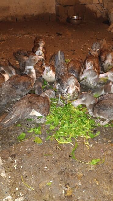 alman coban iti balaları: Muscovy (hind toyuğu) balaları – qəhvəyi-ağ rəng çalarlarında. - — 4