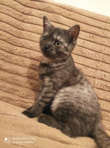 pişik sumkası: Tabbi, Dişi — 1