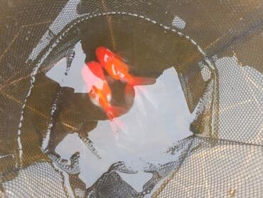 купить аквариум в баку: Oranda 2 quyruq qiyməti 2 manat 4 quyruq qiyməti 3 manat. Ünvan — 5