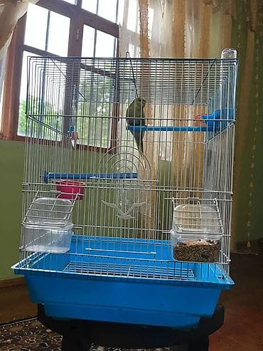 danisan papuqay: 🦜 Satılır – 5 Aylıq Dişi Papuqay 🦜 Sağlam, aktiv və öyrəşmiş dişi — 4