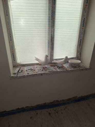 qus bazari bakida: Ağ rəngli bəzək güvənləri (cüt) - Növ: ev güvəni, ağ rəngdə - — 6