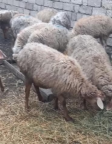 Dovşanlar: Salam tam saglam 21dene bogaz qoyun — 2