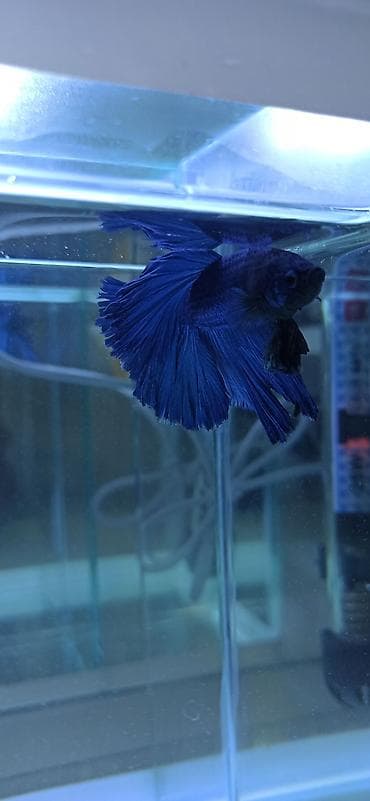 gence akvarium: Betta (Petuşok balığı), Ünvandan götürmə — 10