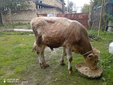 ekiz balali qoyun: Satılır: erkey danadı 8 aylığdı tam sağlamdı isdiyən buyursun — 3