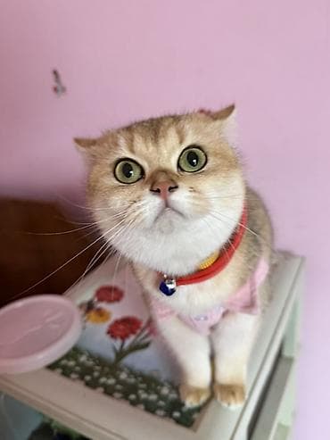 Britan, Dişi, Ödənişli çatdırılma — 4