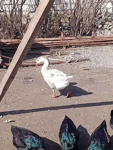 Erkək, | Linda, Damazlıq, Ödənişli çatdırılma