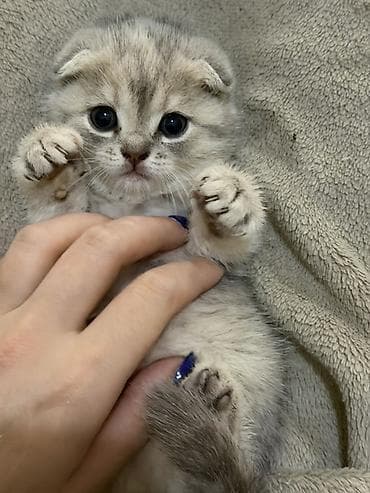 pişiy: Şotland yastı qulaq — 2