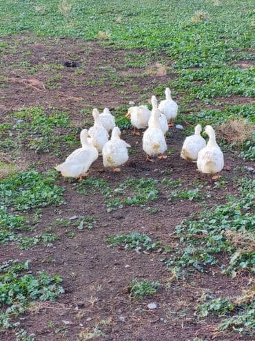 Gəmiricilər: Sağlamdır — 2