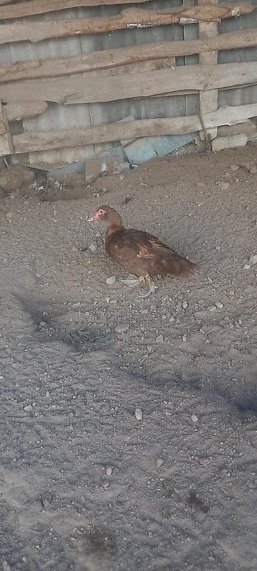 Dişi, | Lal ördək, Damazlıq