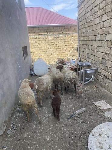 pulsuz heyvanlar verilir: Qoyunlar var icndə boğaz olanıda var ana balada var real alcıya — 1