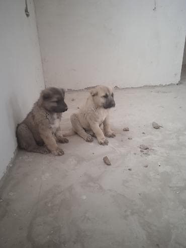 balakən heyvan satisi: 2 ay — 2