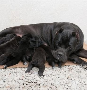 pitbul balasi qiymeti: Pitbul, Dişi — 2