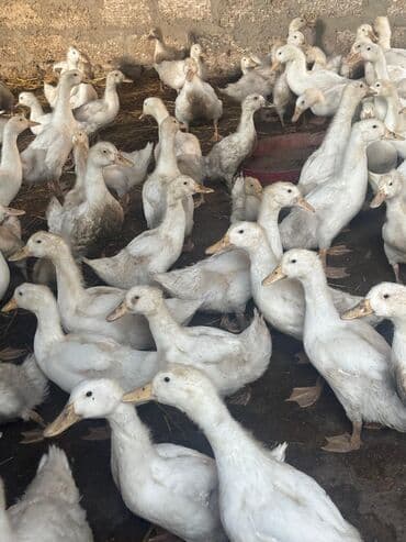 cins ineklerin qiymeti: Salam şekilde gördüyünüz Pekin ördekleri tecili satılır qiymət 7manat — 3